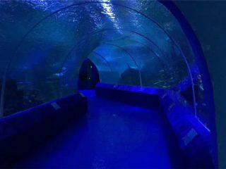 180 or 90 Degree Acrylic Panels for Aquarium Tunnel