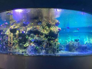 factory supply fish bowls, round glass tank aquariums