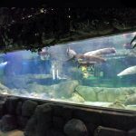 Customized luxury design underwater Thick Acrylic Panels Aquarium window Glass Sheet