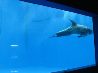 high quality Large acrylic aquarium / pool window underwater thick windows sheet