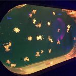 Large Fish Tank Acrylic Aquarium
